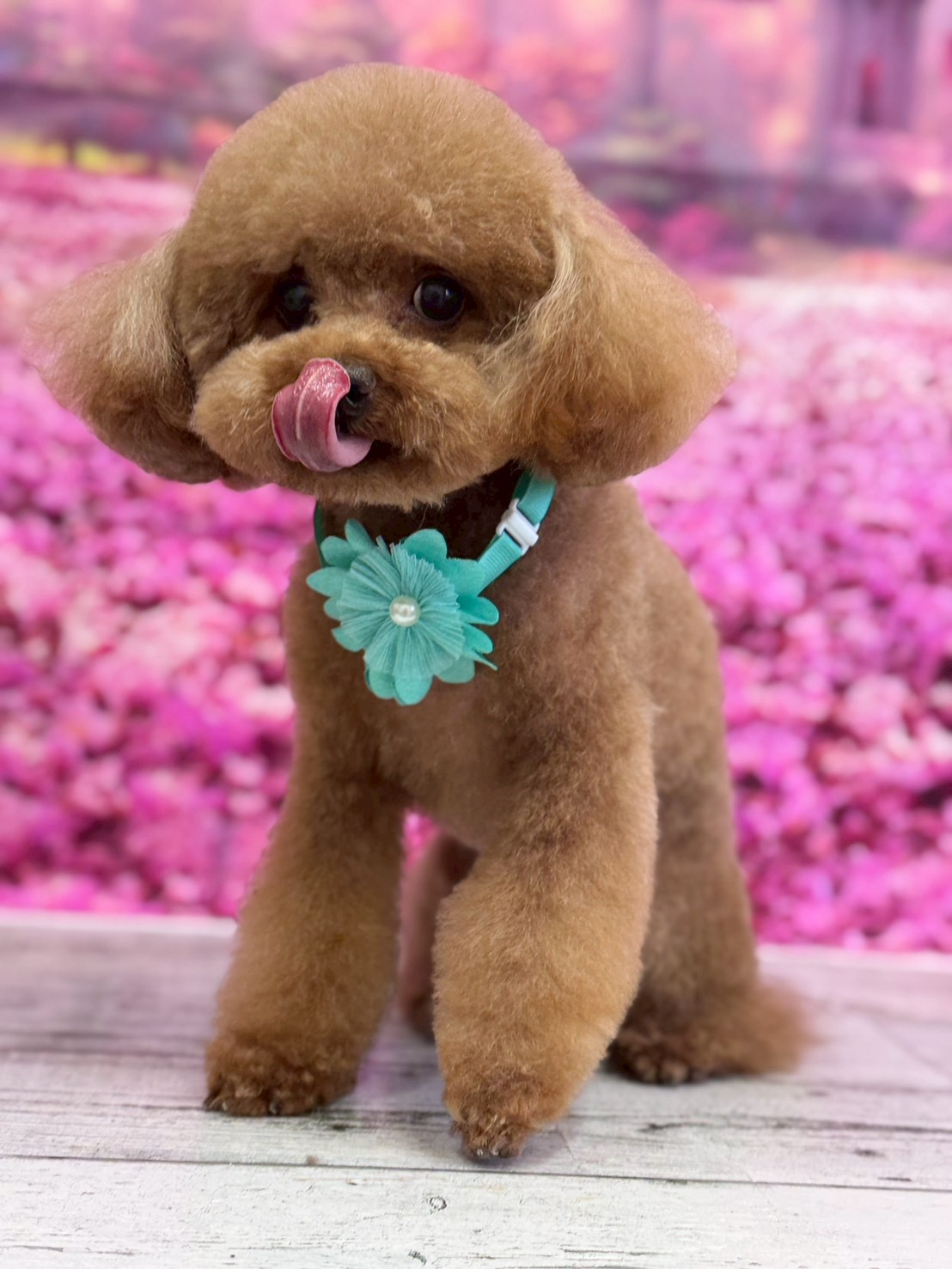 �I���[�W�� �挎�̂��q�l