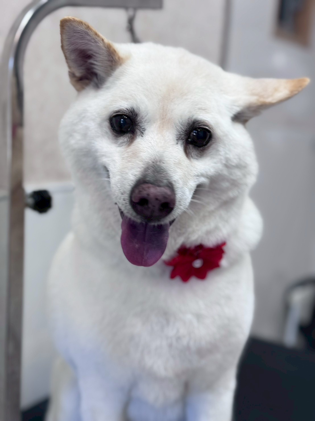 �I���[�W�� �挎�̂��q�l