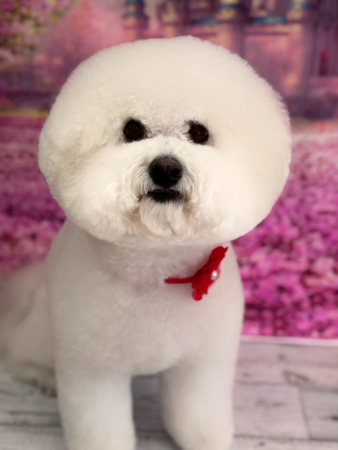 �I���[�W�� �挎�̂��q�l