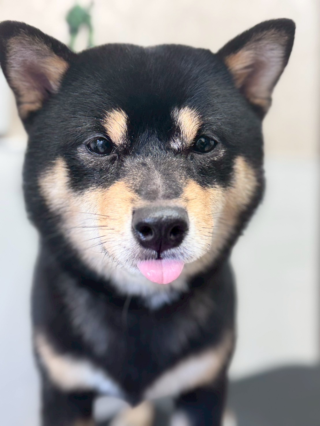 �I���[�W�� �挎�̂��q�l