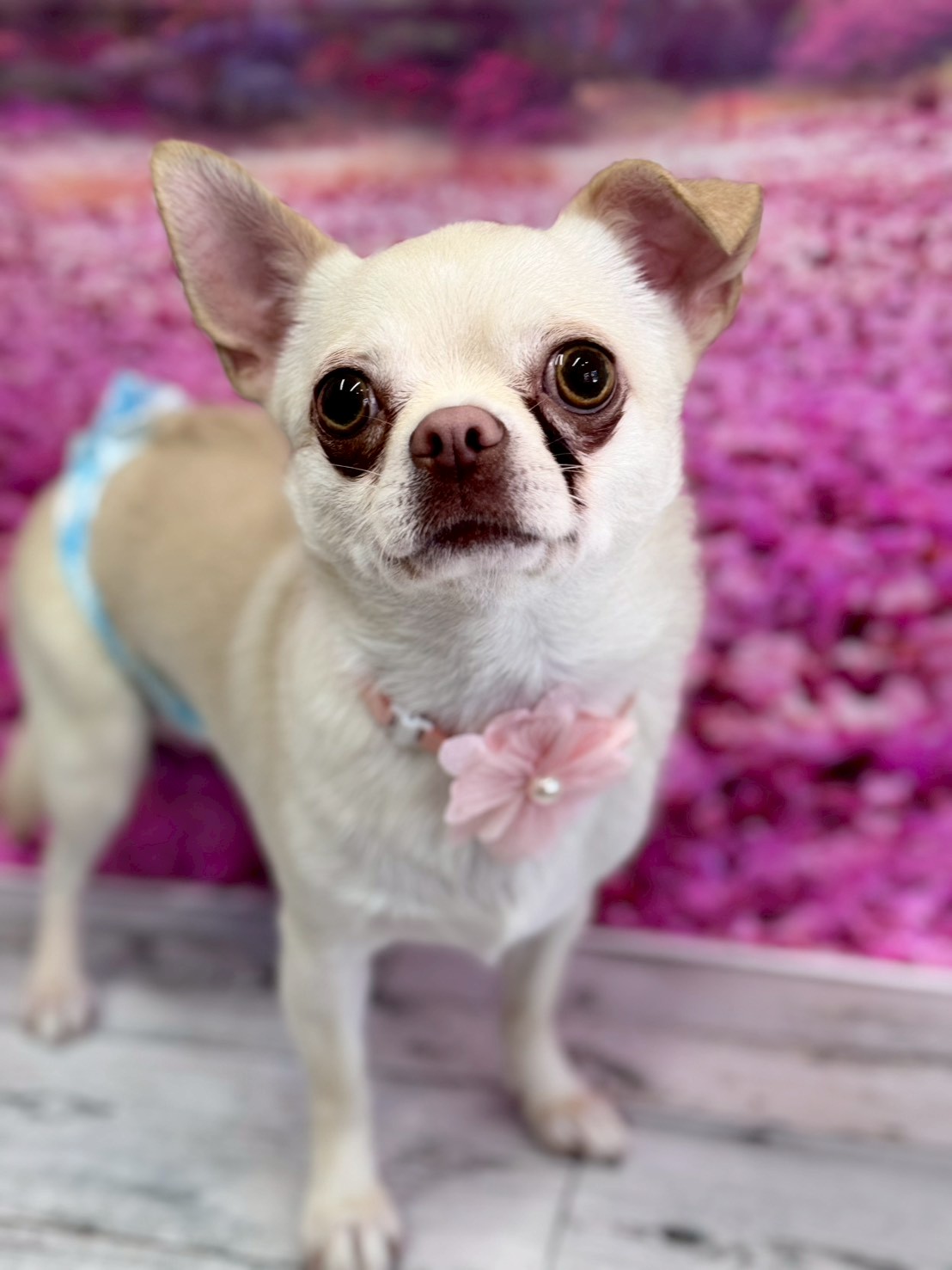 �I���[�W�� �挎�̂��q�l