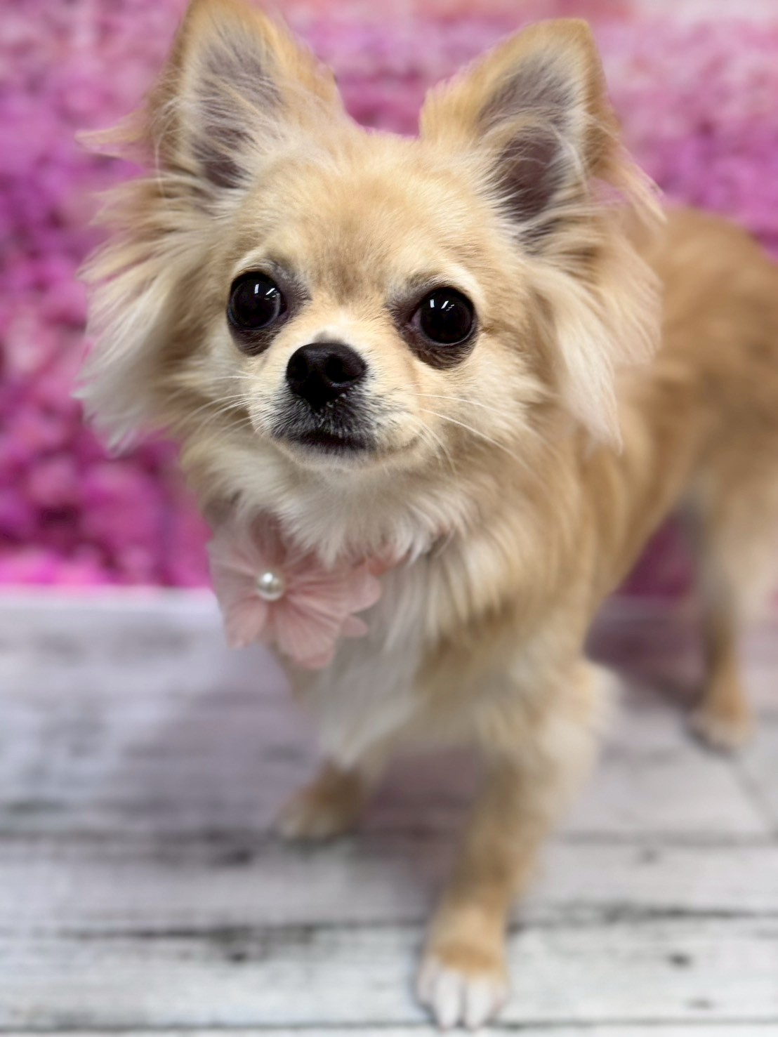 �I���[�W�� �挎�̂��q�l