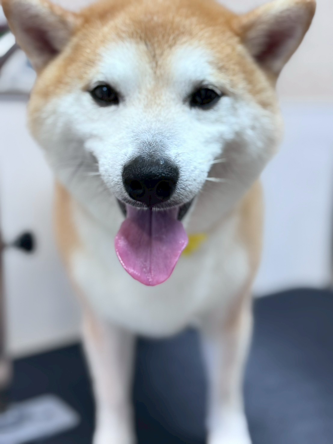 �I���[�W�� �挎�̂��q�l