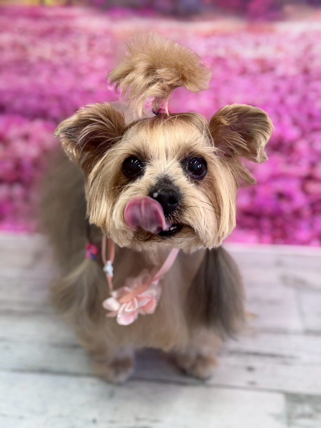 �I���[�W�� �挎�̂��q�l