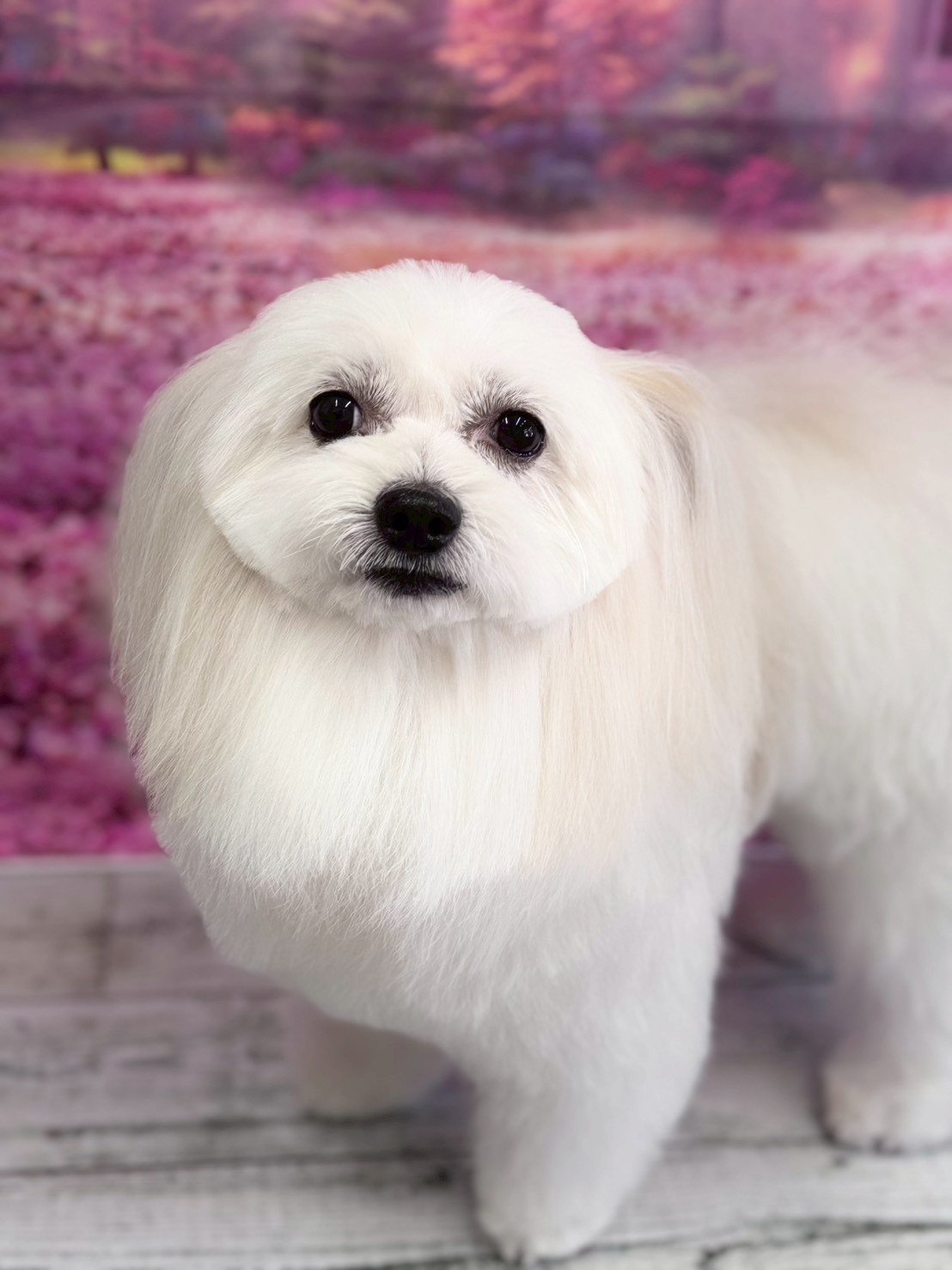 �I���[�W�� �挎�̂��q�l