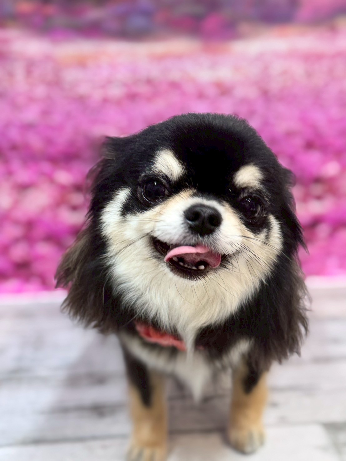 �I���[�W�� �挎�̂��q�l