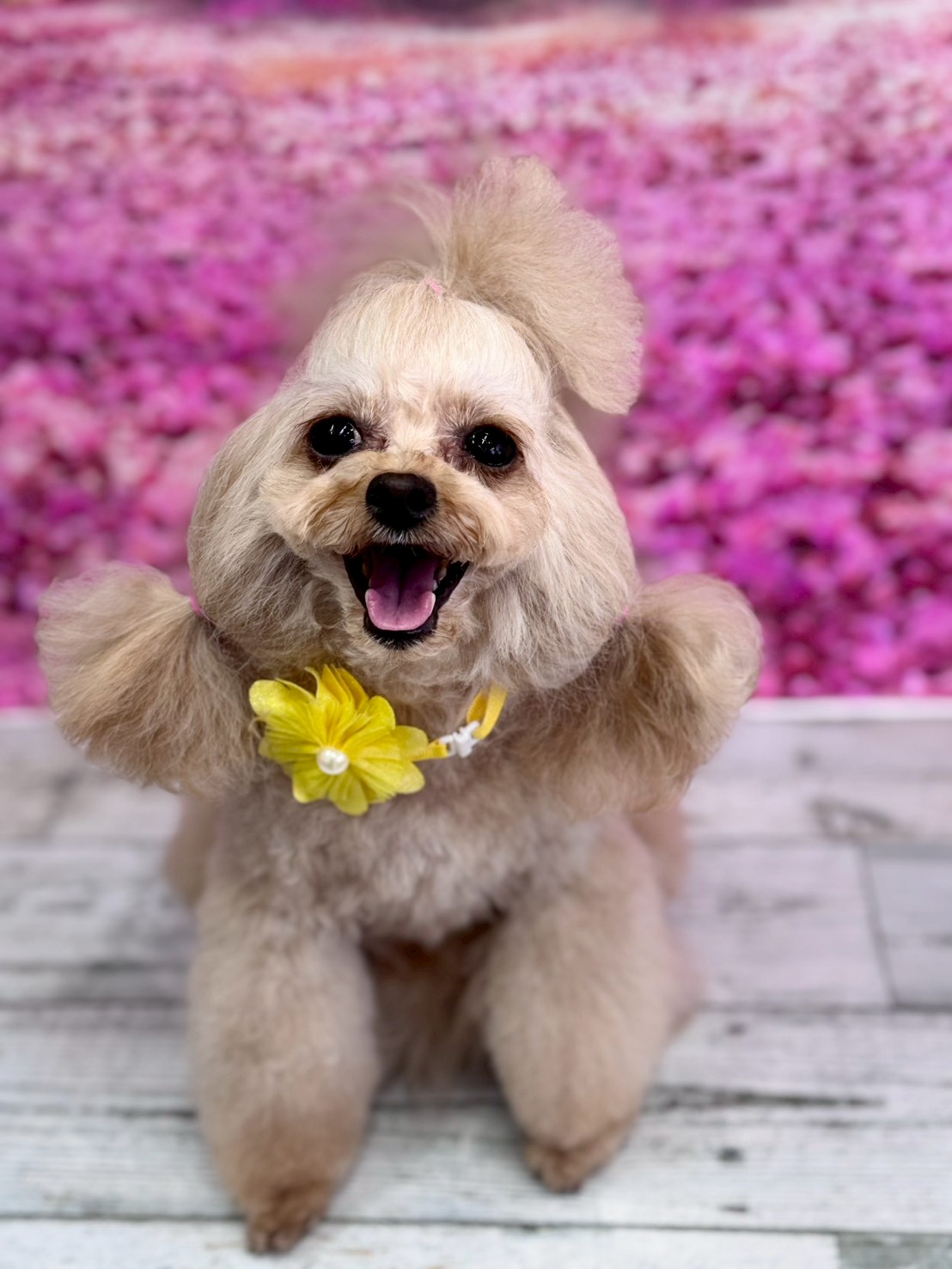 �I���[�W�� �挎�̂��q�l