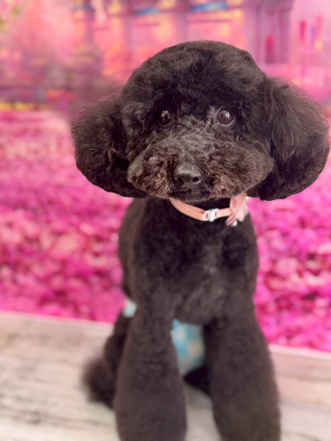 �I���[�W�� �挎�̂��q�l