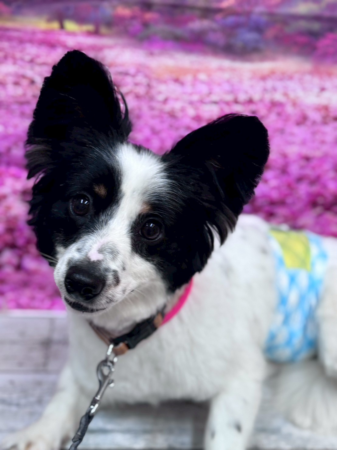 �I���[�W�� �挎�̂��q�l