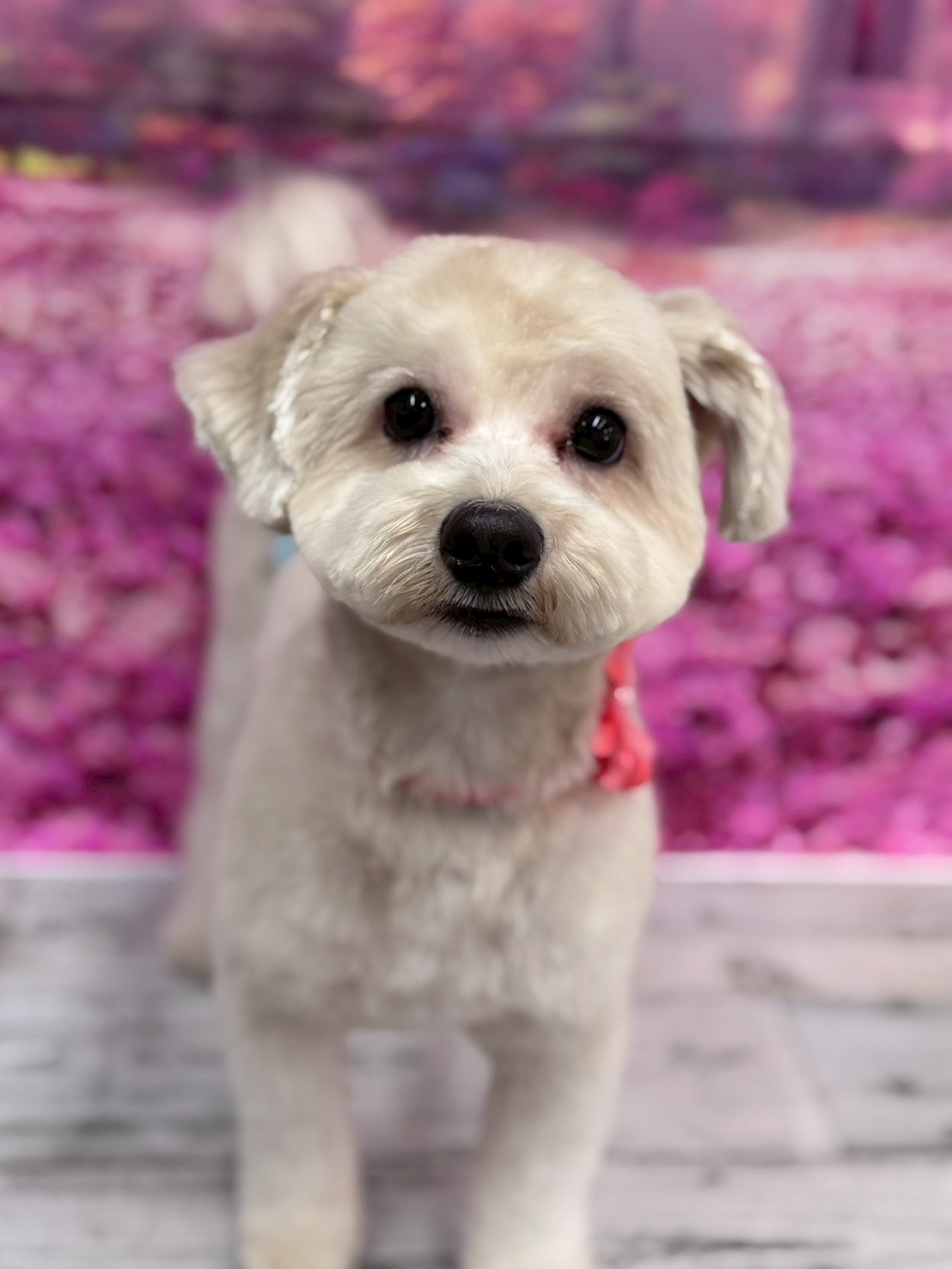 �I���[�W�� �挎�̂��q�l