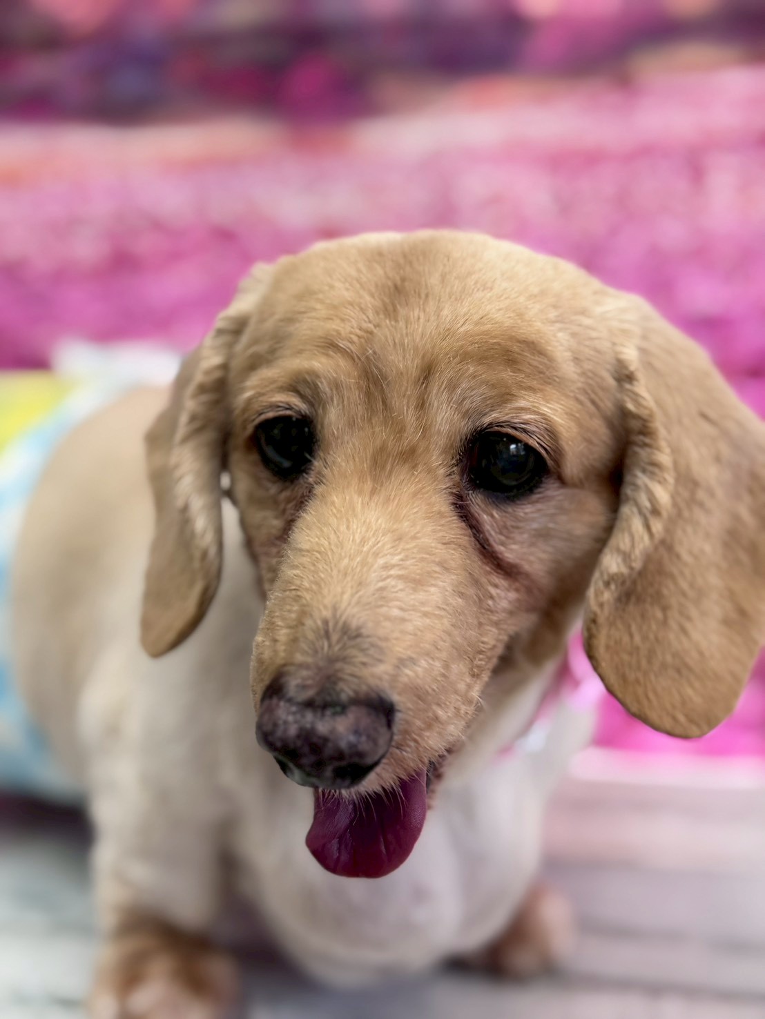 �I���[�W�� �挎�̂��q�l