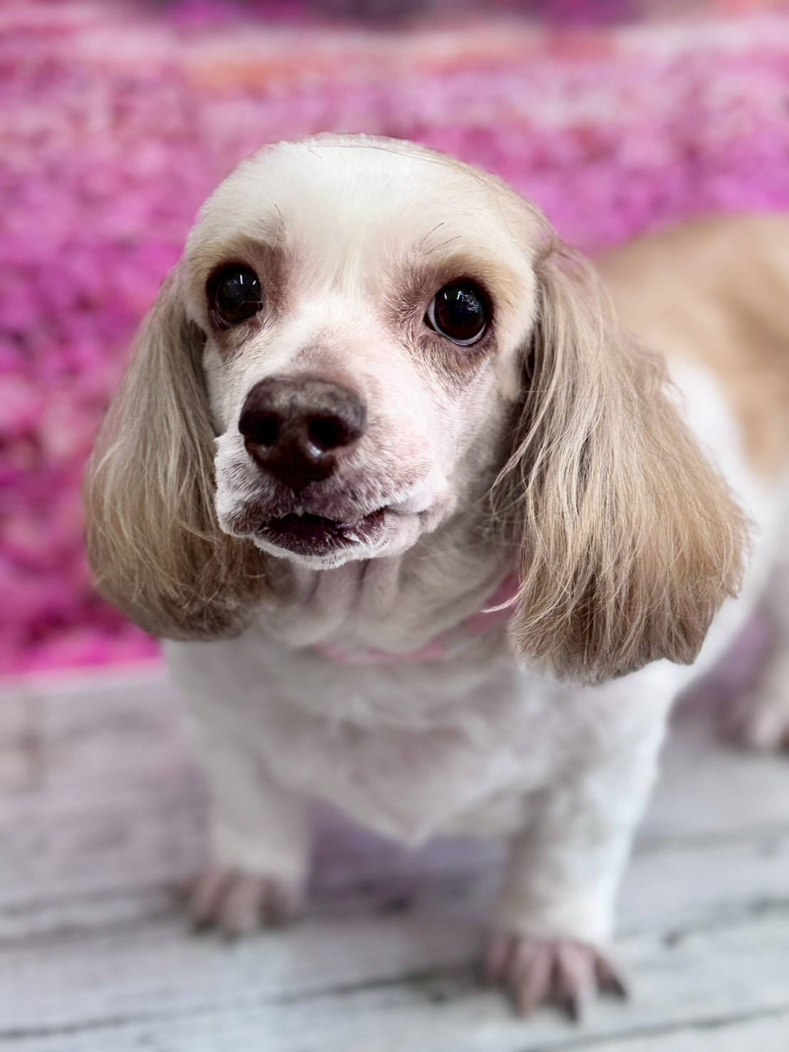 �I���[�W�� �挎�̂��q�l