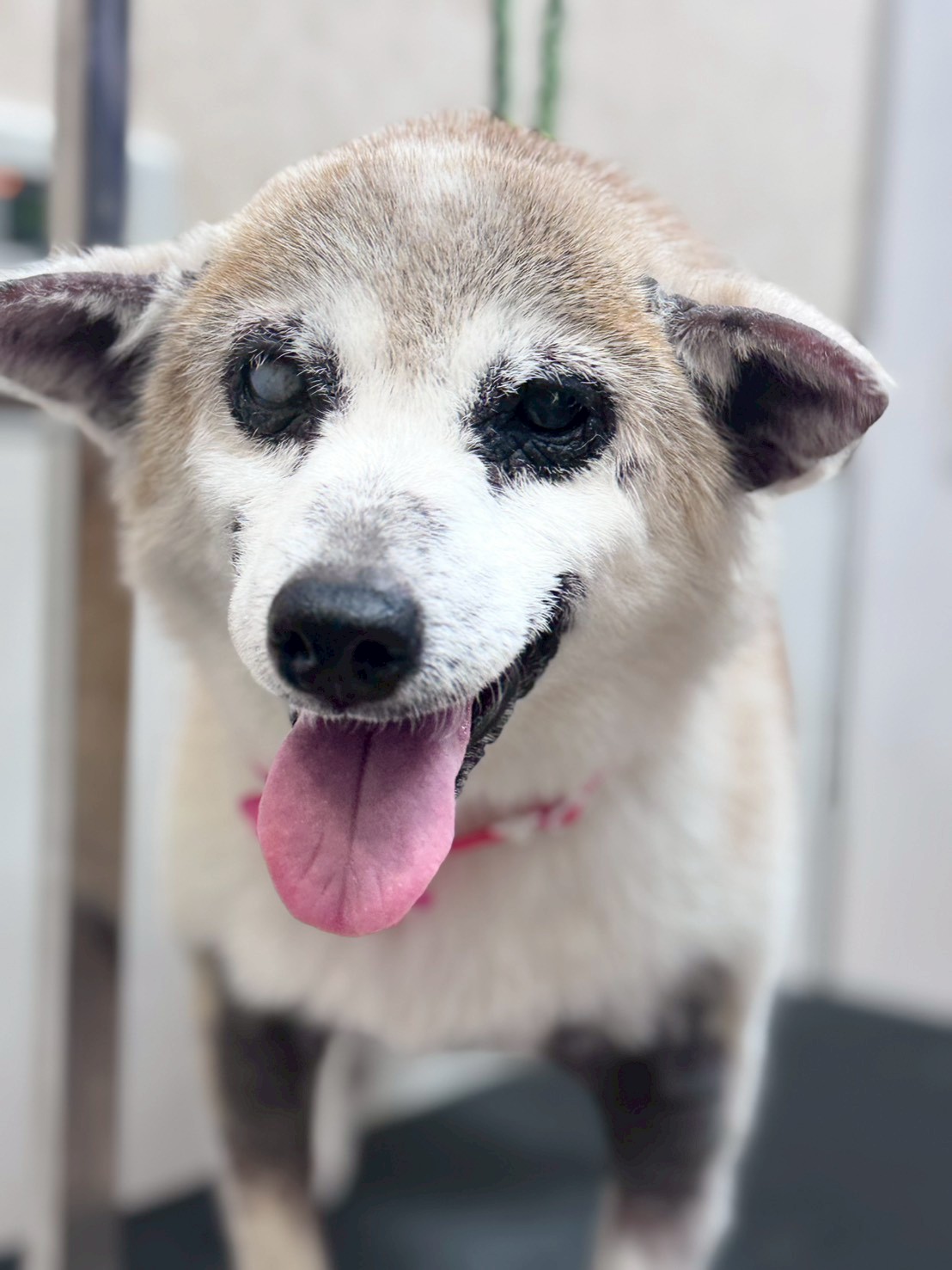 �I���[�W�� �挎�̂��q�l