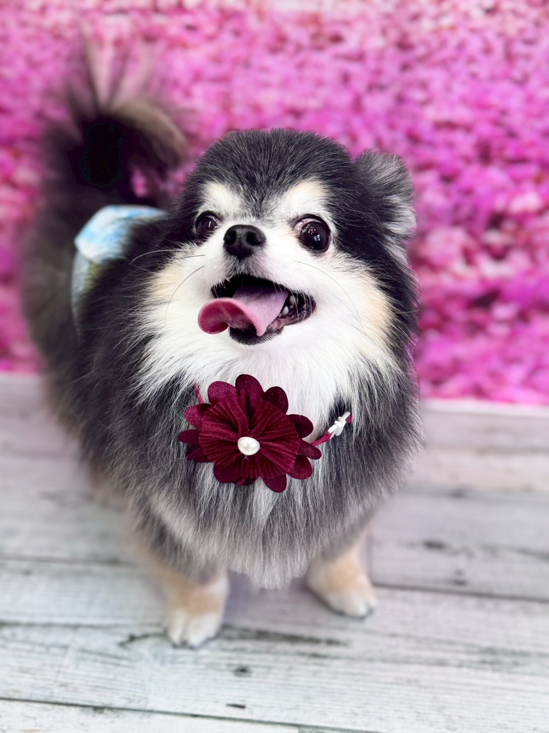 �I���[�W�� �挎�̂��q�l