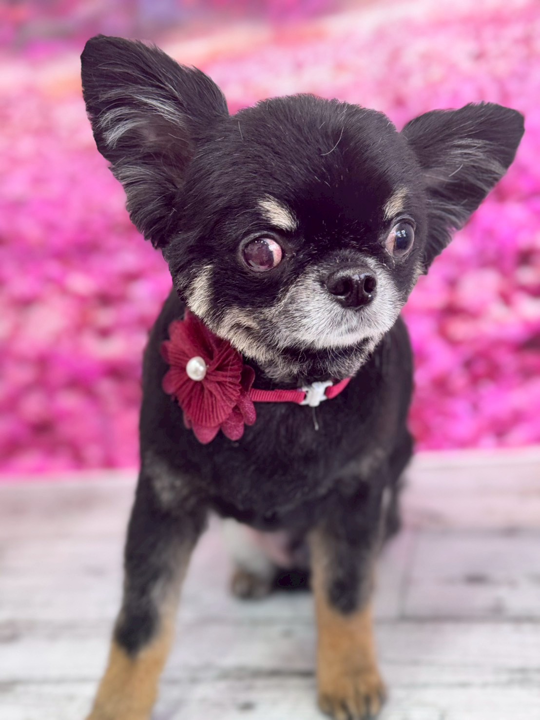 �I���[�W�� �挎�̂��q�l