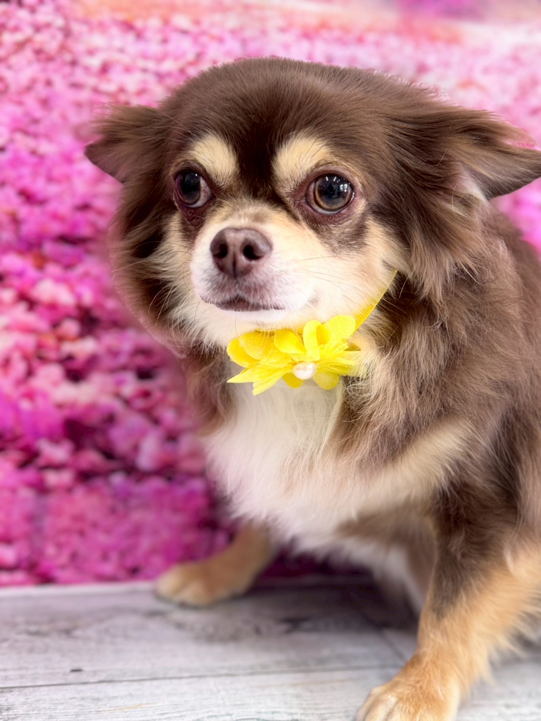 �I���[�W�� �挎�̂��q�l