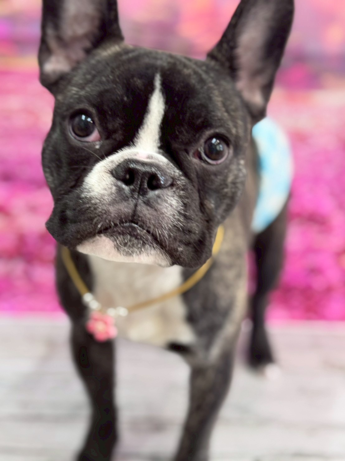 �I���[�W�� �挎�̂��q�l