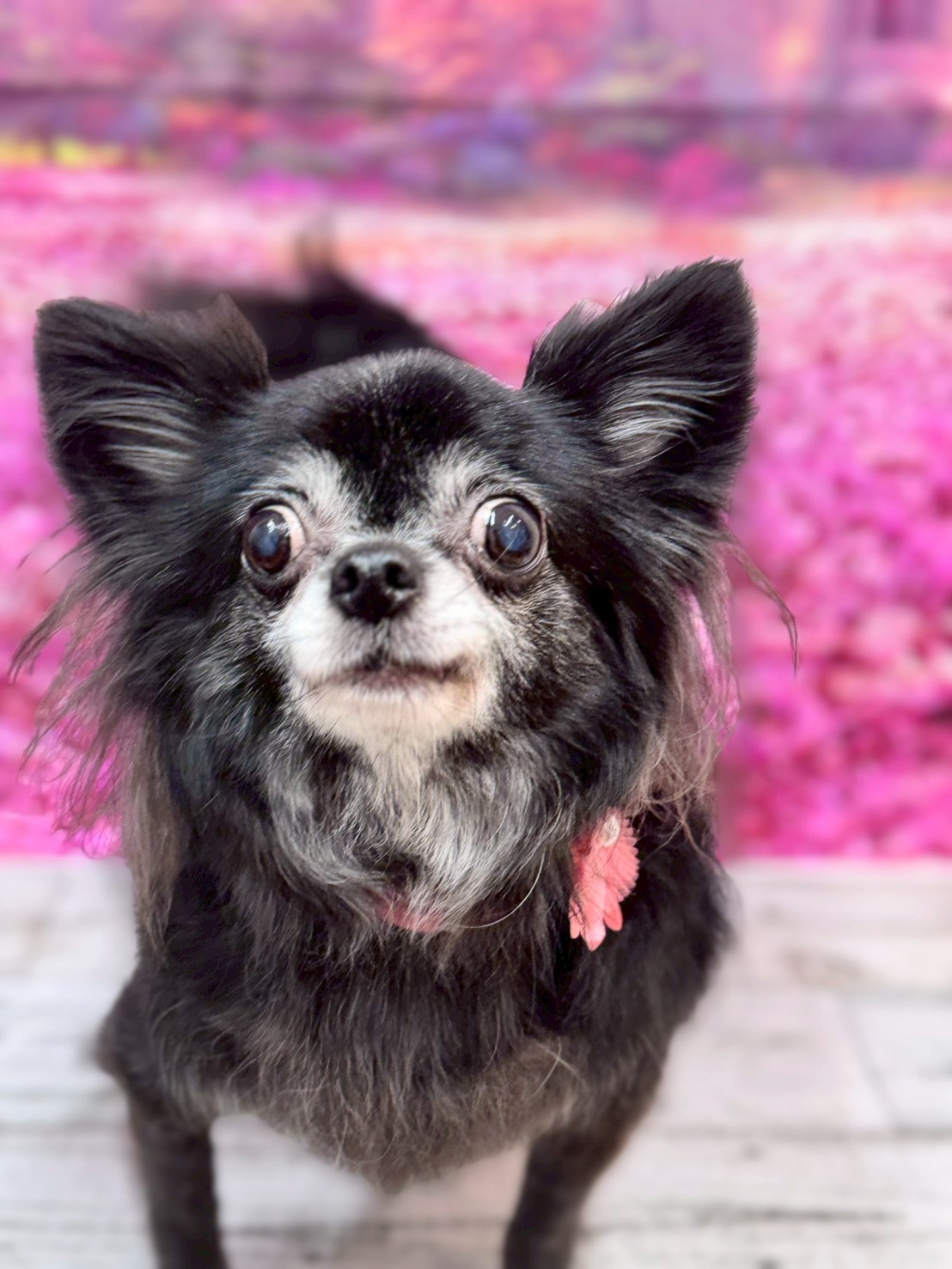 �I���[�W�� �挎�̂��q�l