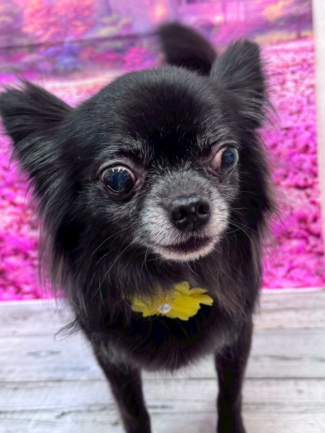 �I���[�W�� �挎�̂��q�l