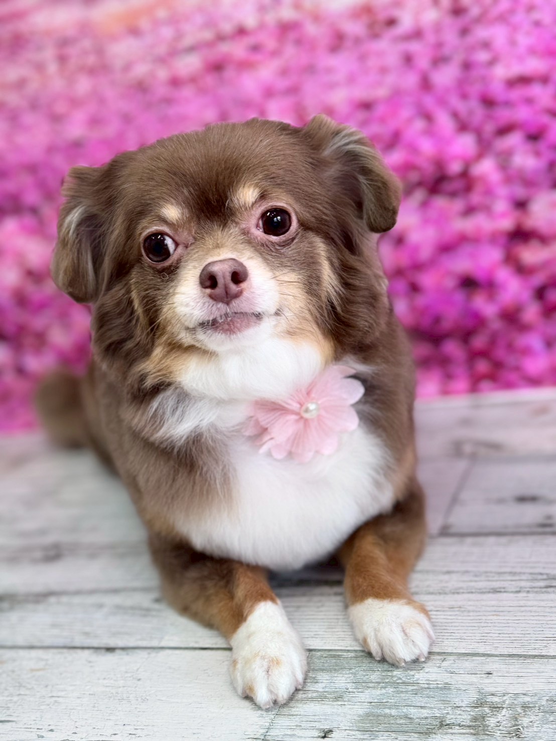 �I���[�W�� �挎�̂��q�l