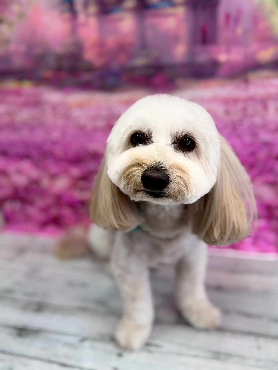 �I���[�W�� �挎�̂��q�l