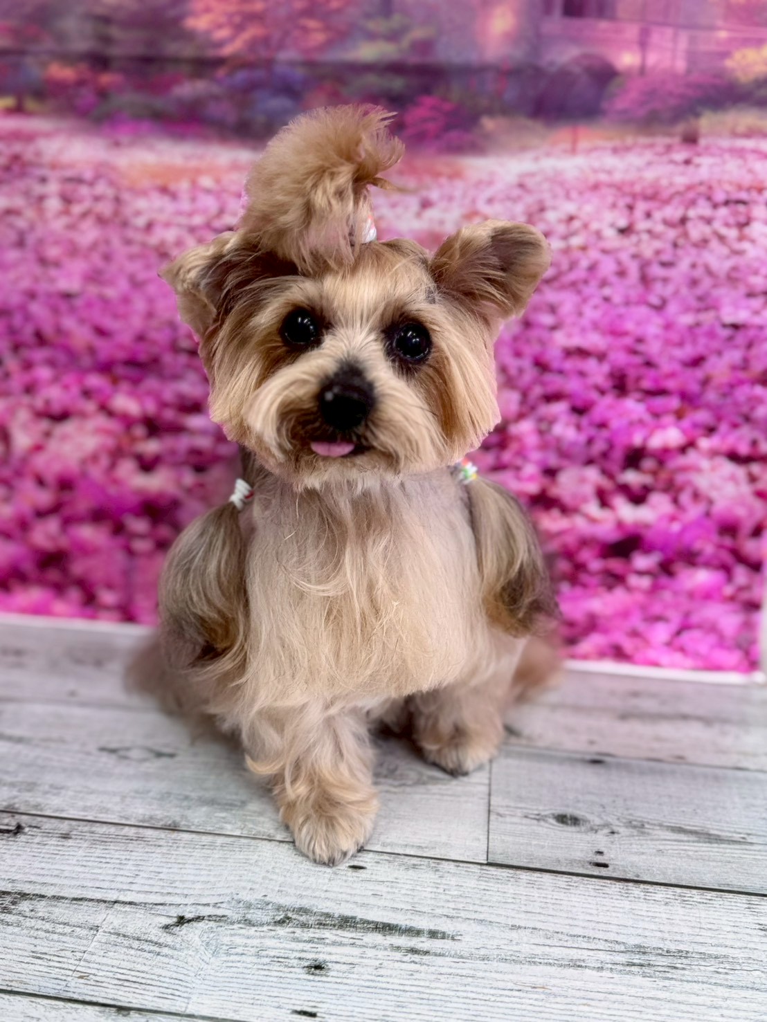 �I���[�W�� �挎�̂��q�l