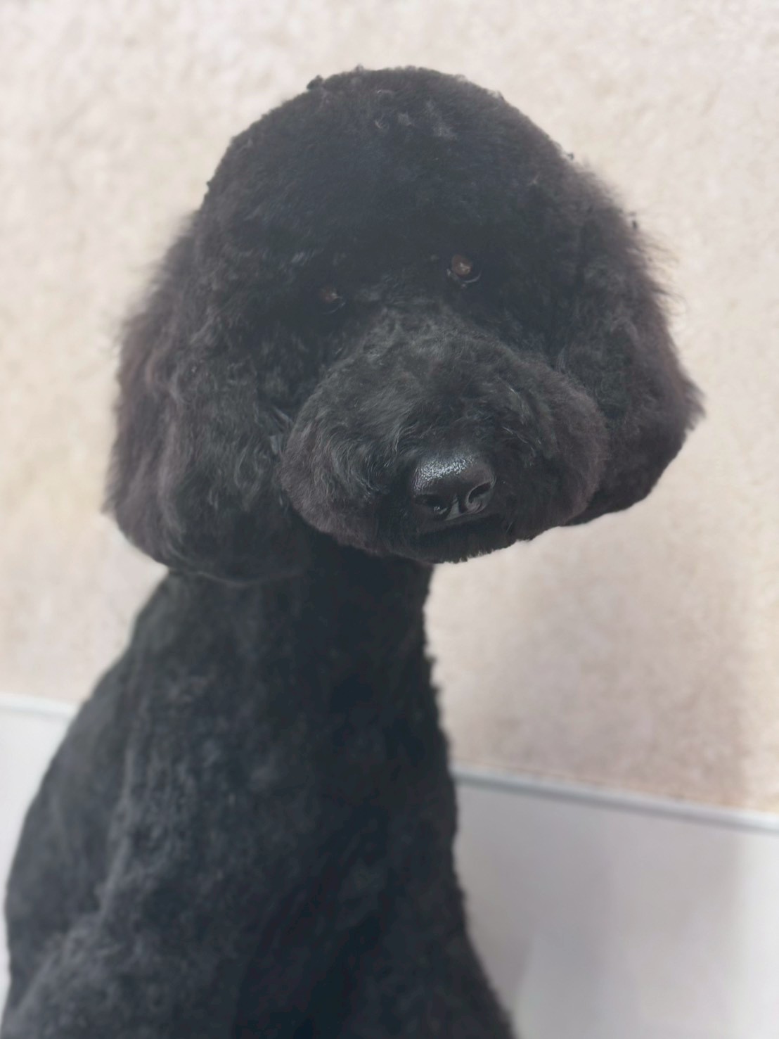 �I���[�W�� �挎�̂��q�l