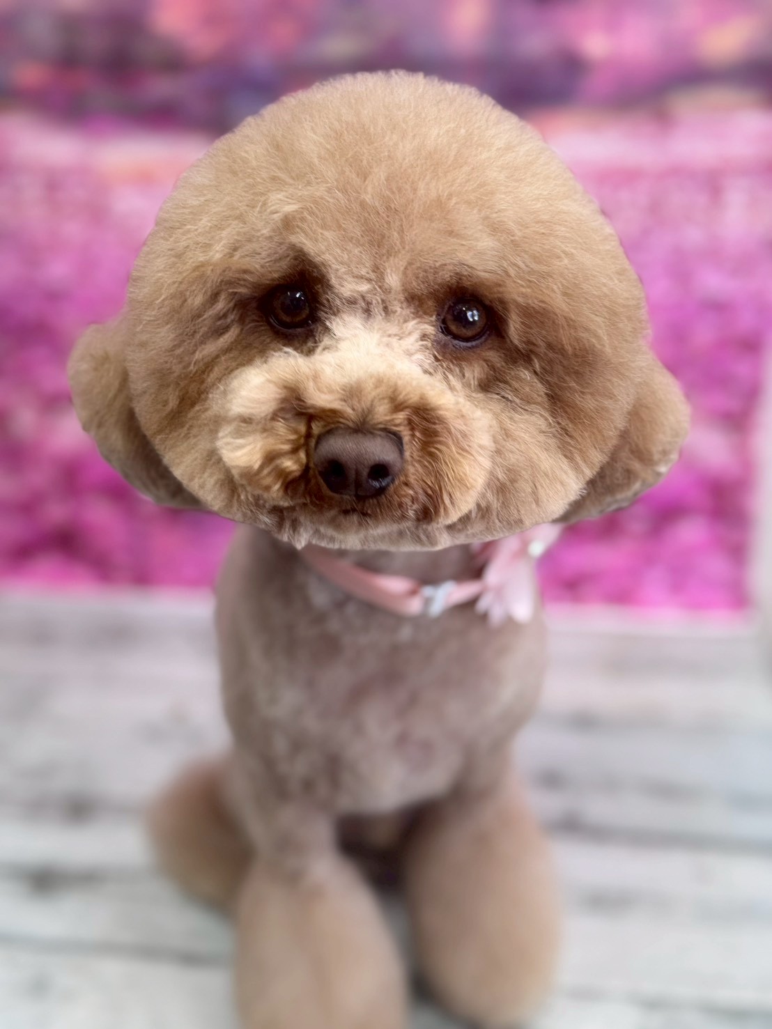 �I���[�W�� �挎�̂��q�l