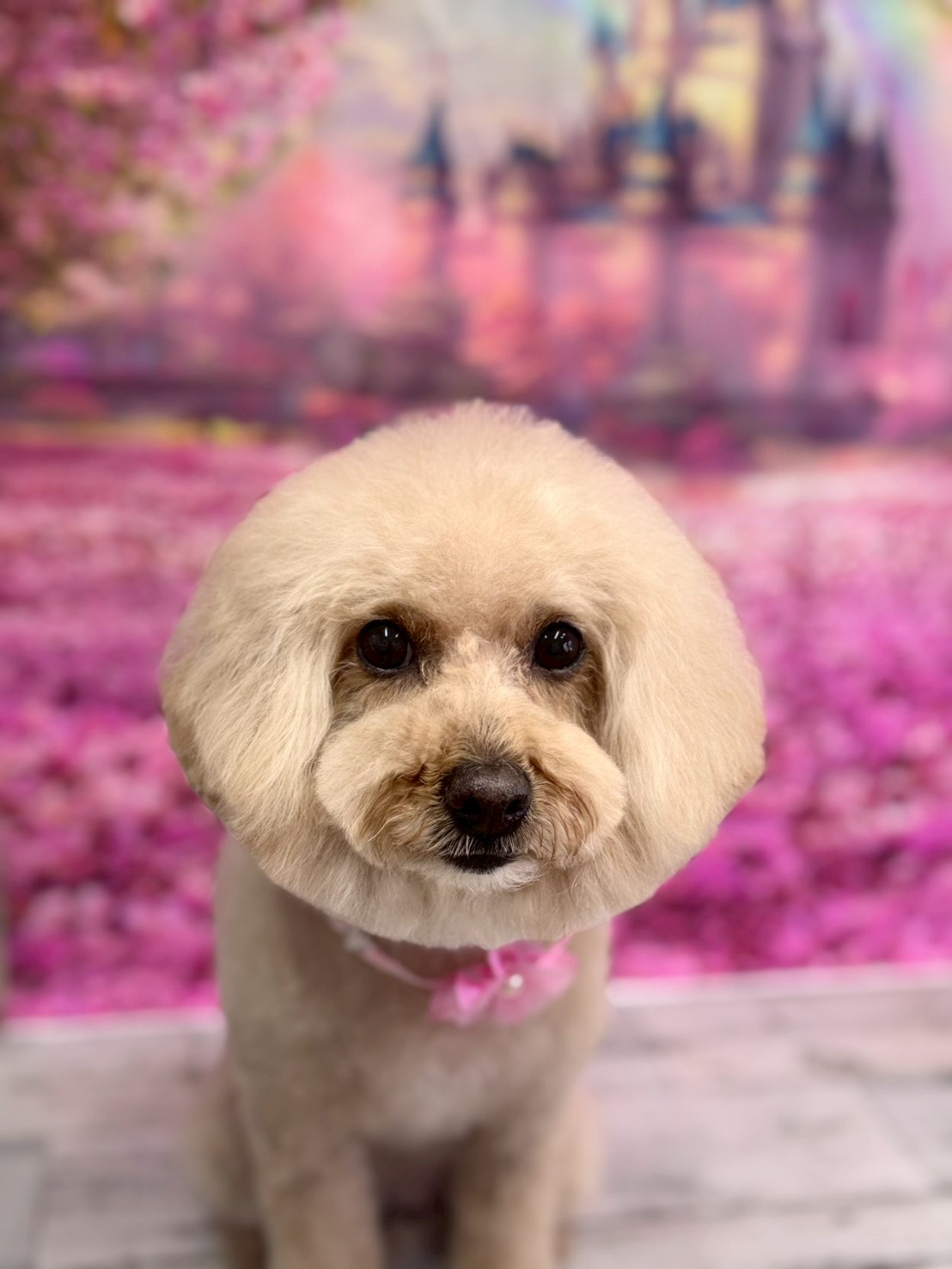 �I���[�W�� �挎�̂��q�l