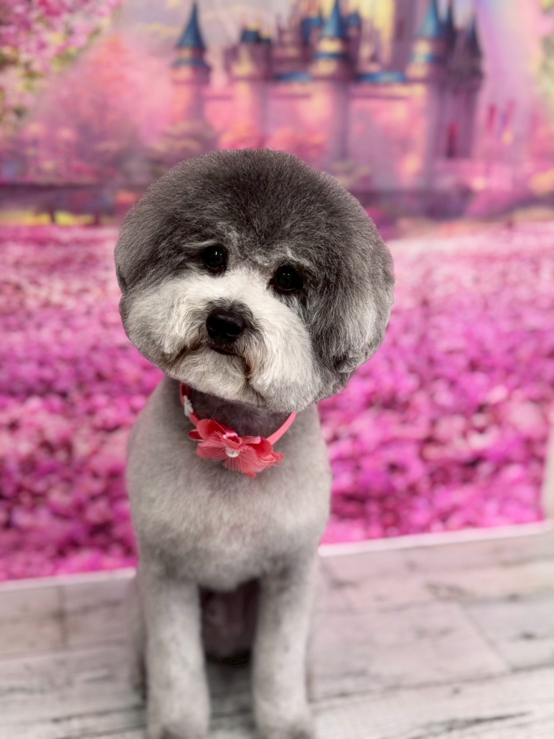 �I���[�W�� �挎�̂��q�l