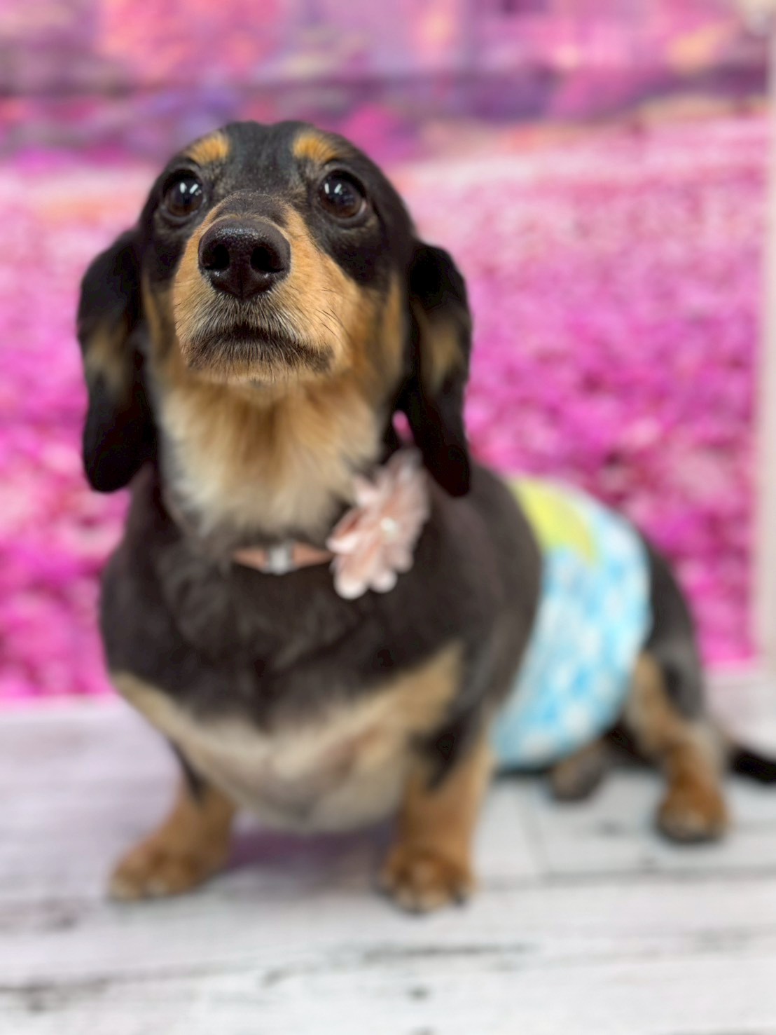 �I���[�W�� �挎�̂��q�l