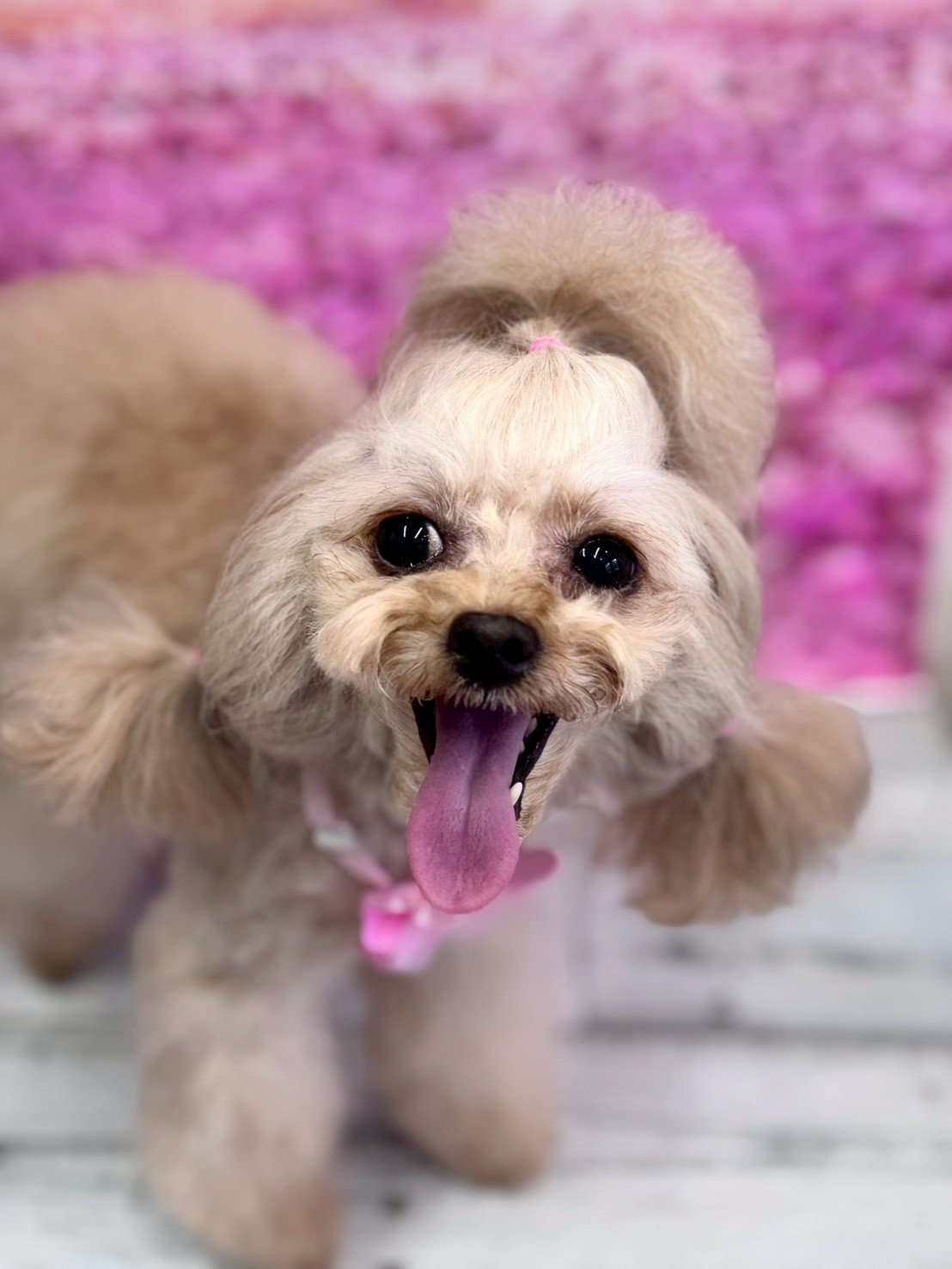 �I���[�W�� �挎�̂��q�l