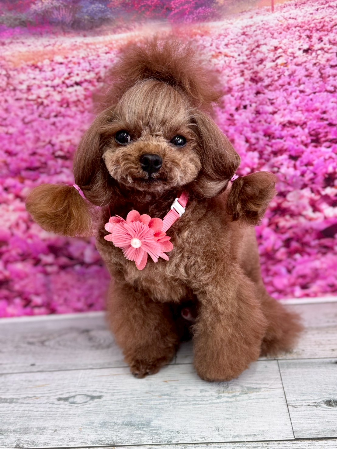 �I���[�W�� �挎�̂��q�l