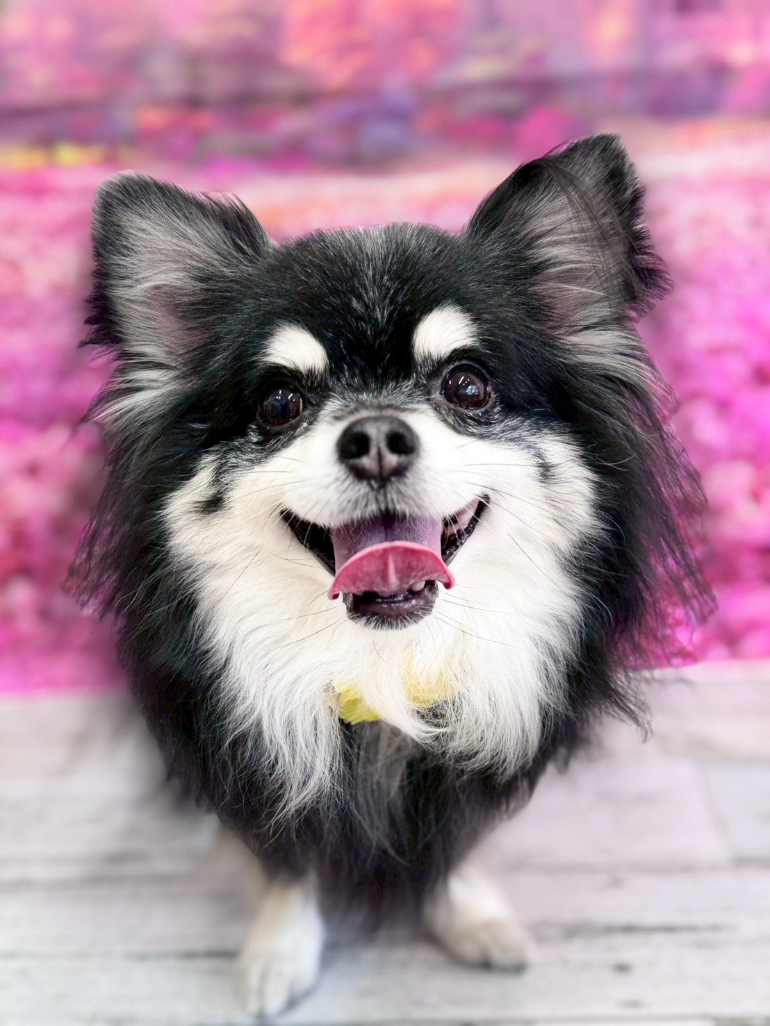 �I���[�W�� �挎�̂��q�l