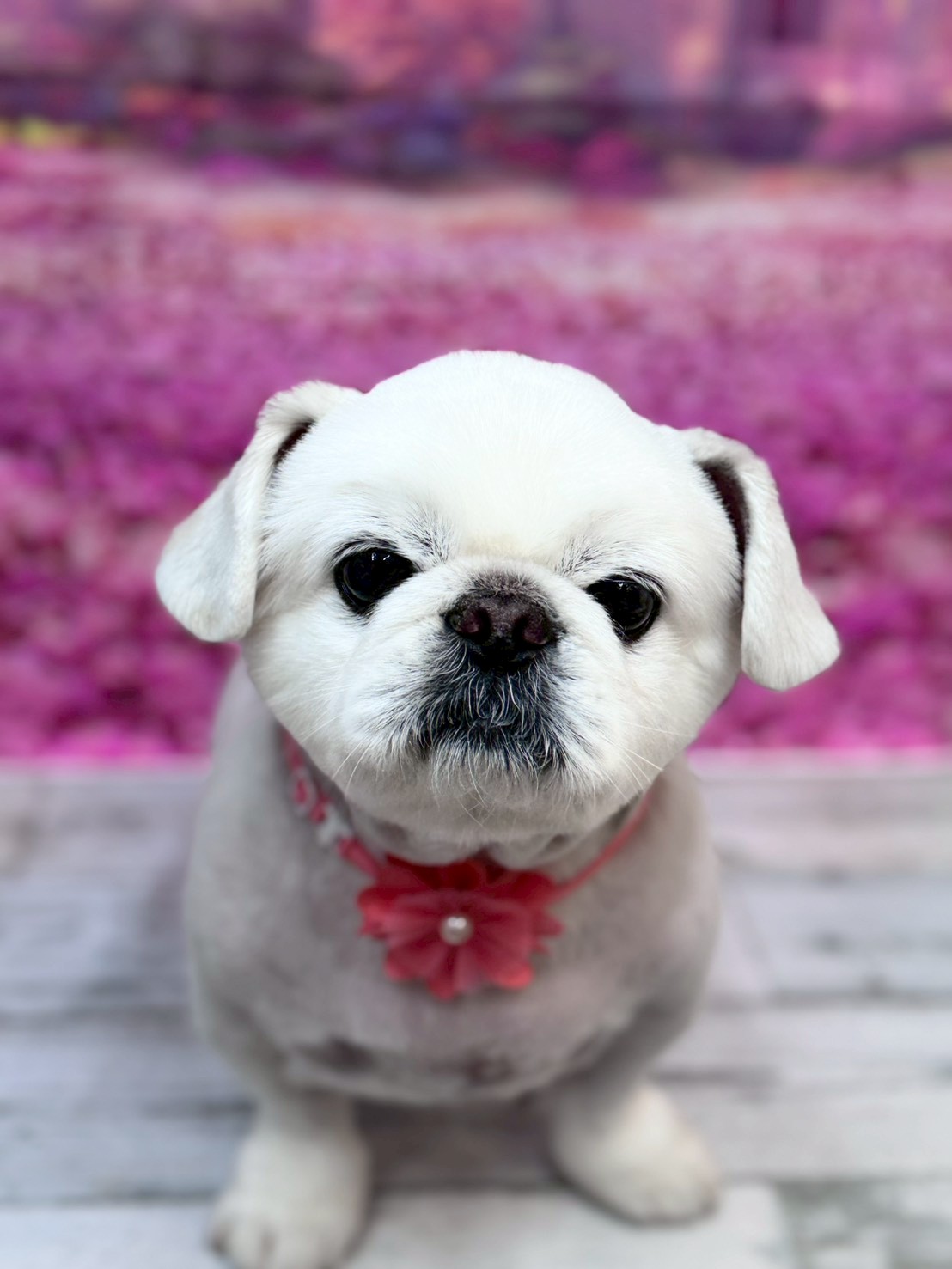 �I���[�W�� �挎�̂��q�l