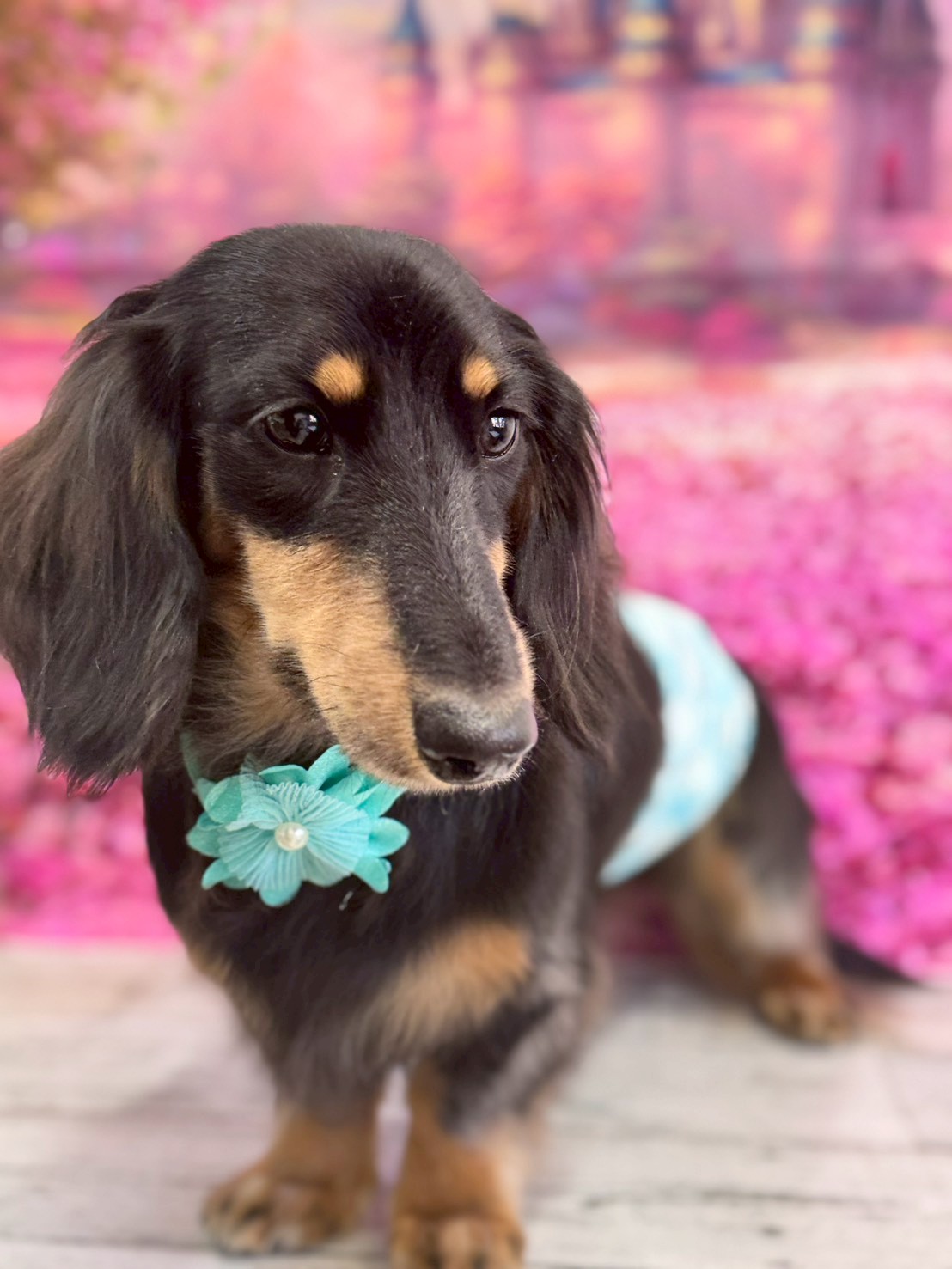 �I���[�W�� �挎�̂��q�l