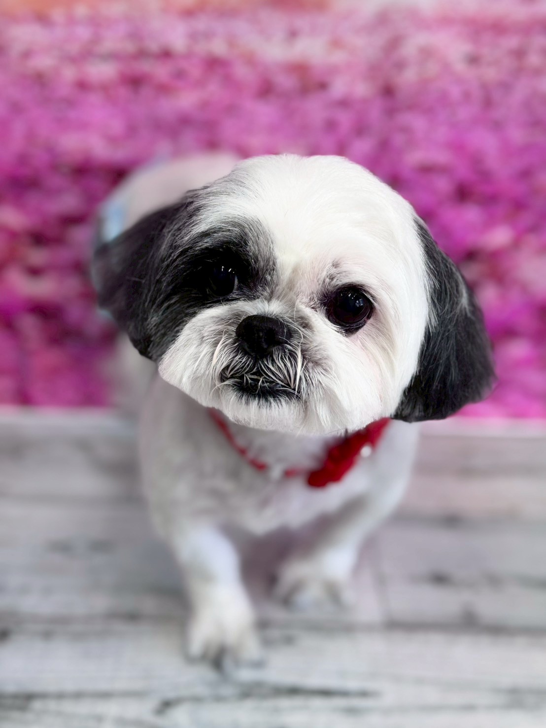 �I���[�W�� �挎�̂��q�l