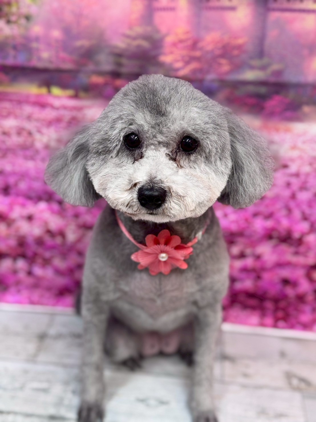 �I���[�W�� �挎�̂��q�l