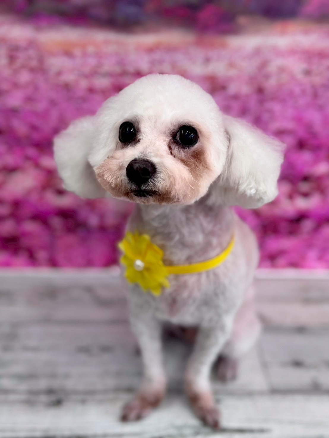 �I���[�W�� �挎�̂��q�l