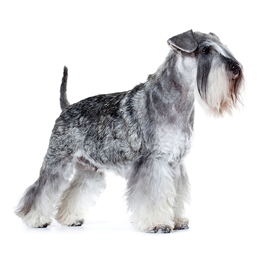 �g���~���O �R����