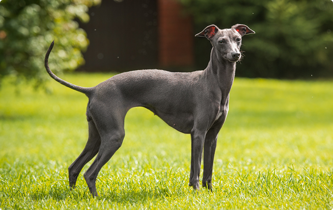 �g���~���O �R����