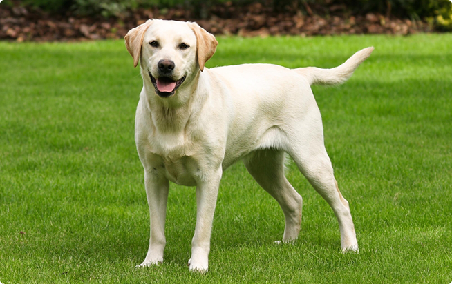 �g���~���O �R����