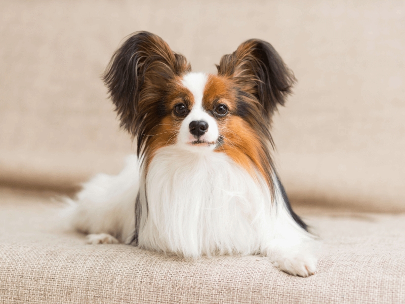 �g���~���O �R����