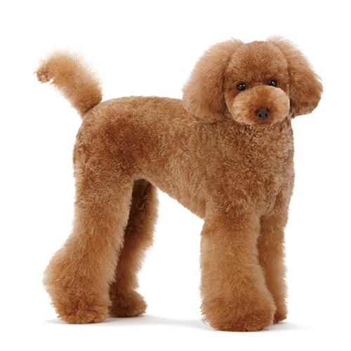 �g���~���O �R����