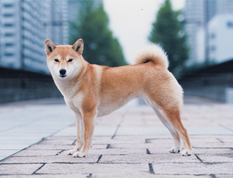 �g���~���O �R����